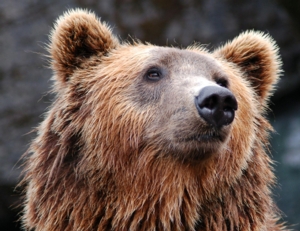 Animal Friday: Bears